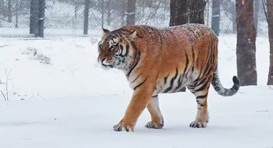 虎虎生威!雪天和东北虎超配的
